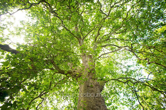 V4F15  Great Sycamore, Avonbank Gardens, Stratford-upon-Avon, Warwickshire, UK