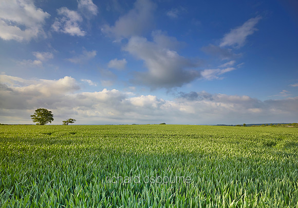 V8L49  Wheat Fields, Stoneleigh, Warwickshire, UK