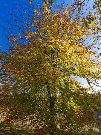 V7F50  Beech, Thetford Forest, Norfolk, UK