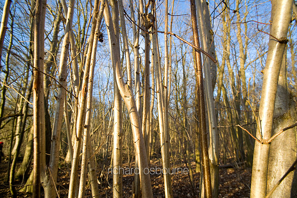 V3F13 Coppiced Wood