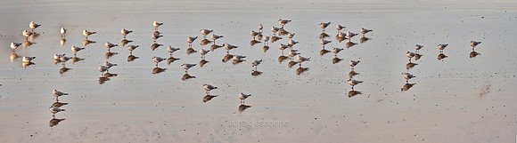 V14T125  Sea Birds