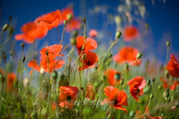 V3W15 Poppy III
