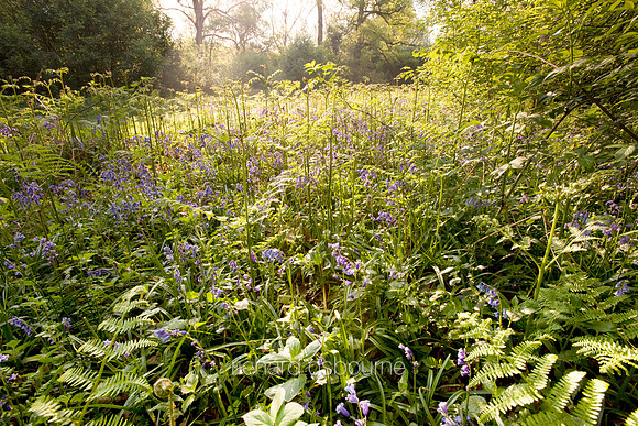 V3W24 Bluebells III