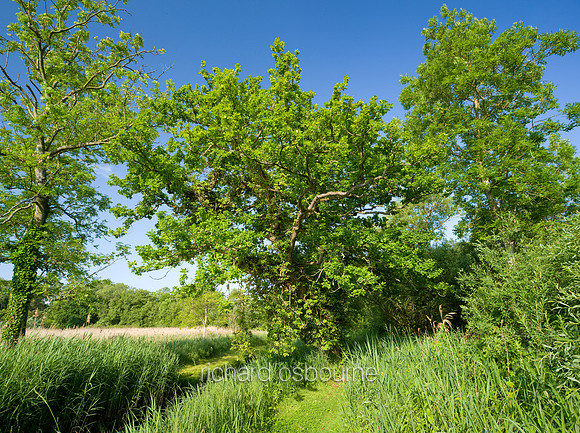 V5N22  Early Summer, Ted Ellis Nature Reserve, Norfolk Broads, UK