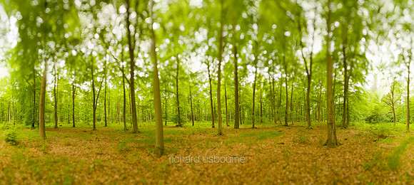 V5MT2  Spring Beech Trees, Thetford Forest, Norfolk, UK