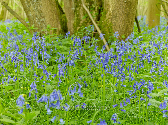 NWT Wayland Wood, Norfolk, UK
