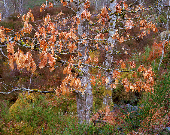 V1S7 Birch Tree, Inverness