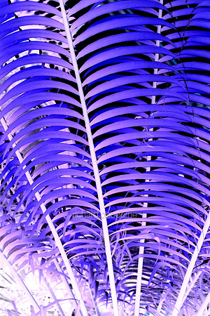 V5A15  Tropical Plant Abstract