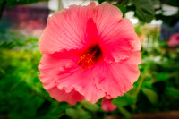 V20FL3 Pink Hibiscus Flower
