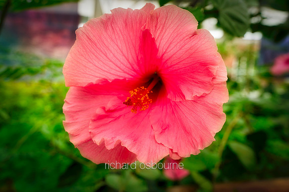 V20FL3 Pink Hibiscus Flower