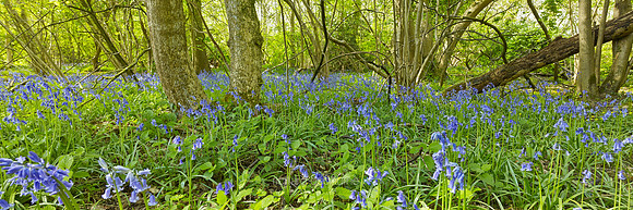 NWT Wayland Wood, Norfolk, UK