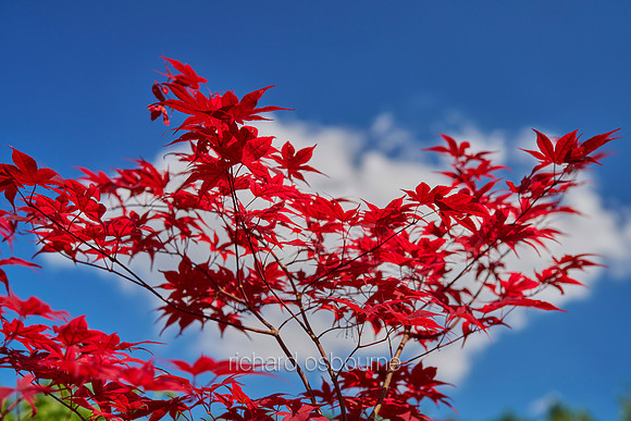 V19D2  Japanese Maple, Acer Palmatum