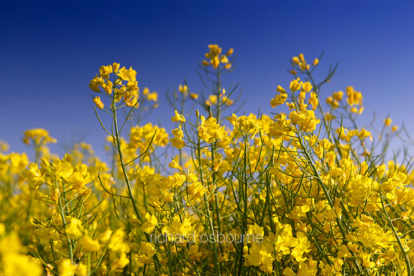 V1N11 Oilseed Rape Flowers