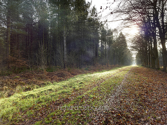 V8N10  NWT Bretts Wood, Norfolk, UK