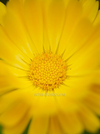 V8FL21  English Marigold