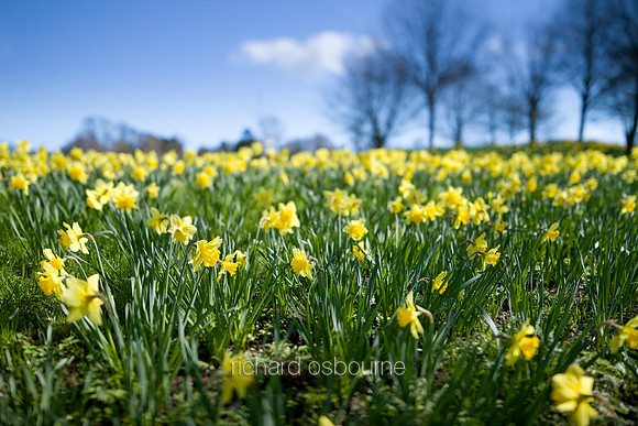 V4W3 Daffodils
