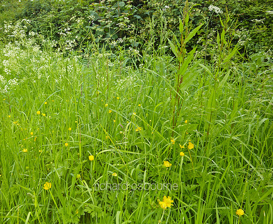 V8W53  English Spring Wildflowers