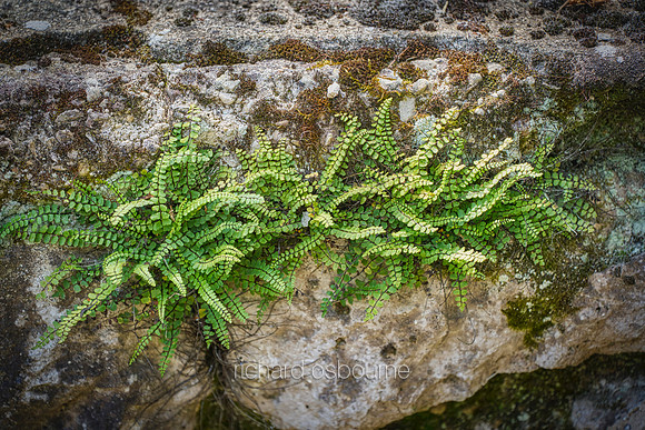 V19D4  Maidenhair Spleenwort - Asplenium trichomanes