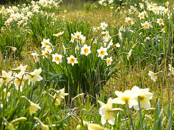 V8FL28  Daffodils