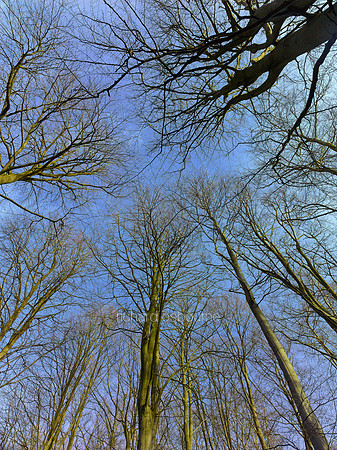 V8N25  NWT Bretts Wood, Norfolk, UK