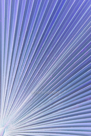 V5A11  Tropical Plant Abstract