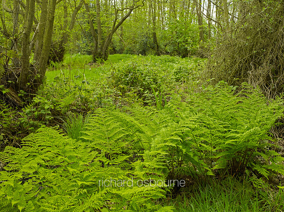 V8N35  NWT Alderfen Broad, Norfolk, UK