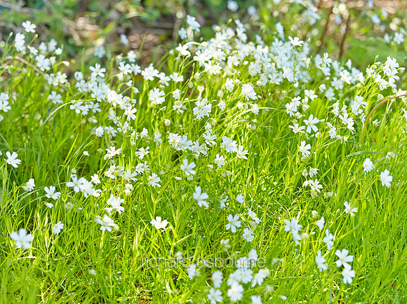 Greater Stitchwort, NWT Alderfen Broad, Norfolk, UK