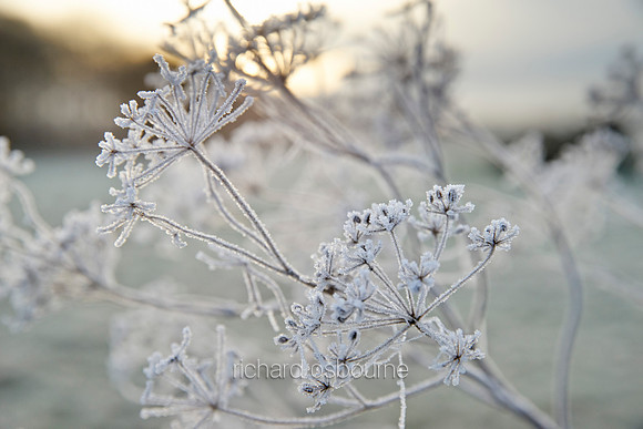 V8D40  Frost on Cow Parsley