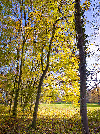 V7F40  Autumn, Wythenshawe Park, Manchester, UK