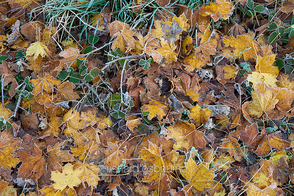 V8D42  Frosty Leaves