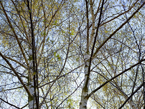 V8F31  Silver Birch in Spring