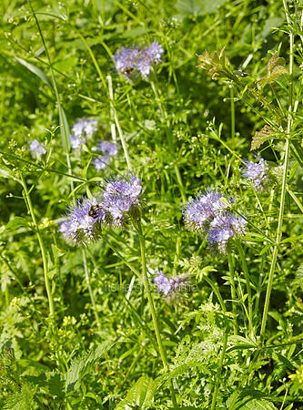 V8W41  Purple Tansy, Phacelia tanacetifolia