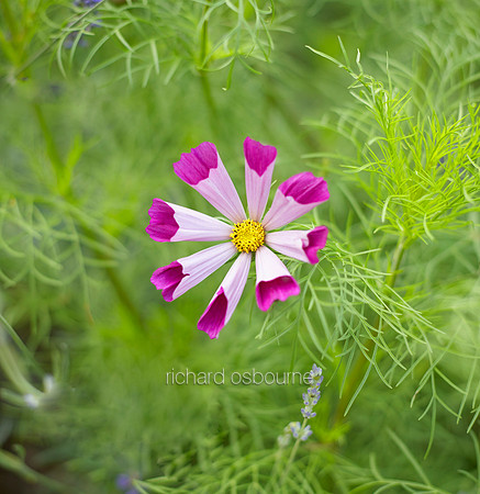 V9FL9  Dahlia
