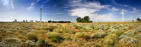 V1P10 Wind Turbines And Wildflowers, Norfolk