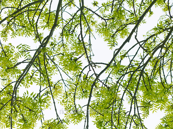 V8D17  Ash Tree Leaves in Spring