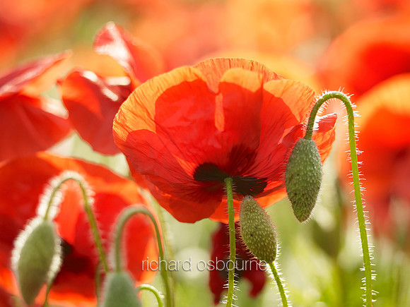 V8W46  Poppies, Norfolk, UK