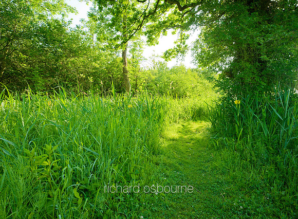 V5N23  Early Summer, Ted Ellis Nature Reserve, Norfolk Broads, UK