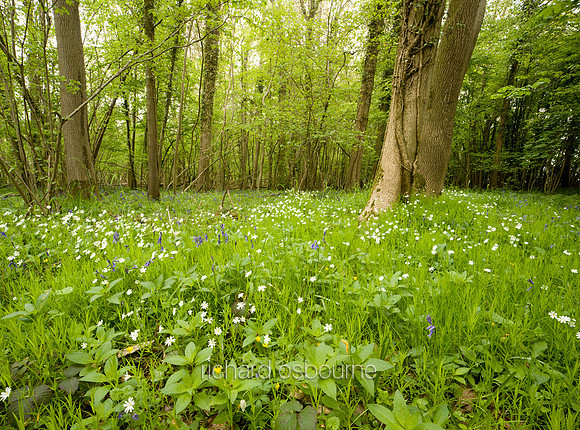 Lower Wood, Ashwellthorpe