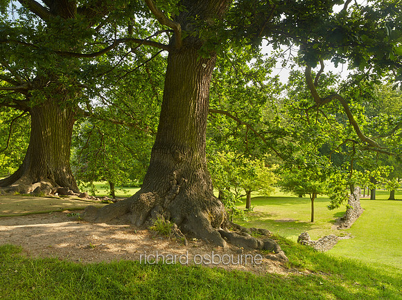V12C12  Abbey Gardens, Bury St Edmunds, Suffolk, UK