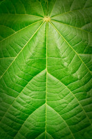 V20D1  Tropical Leaf