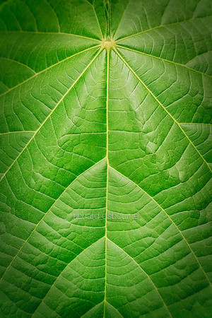 V20D1  Tropical Leaf