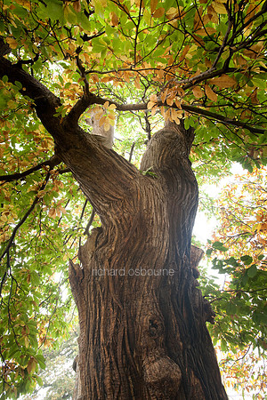 V4F1 Sweet Chestnut