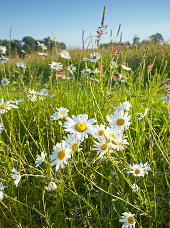 V8W36  Ox-Eye Daisies, Norfolk, UK