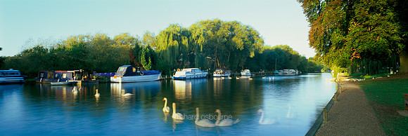 L1P10 Swans, Thorpe St Andrew, Norwich