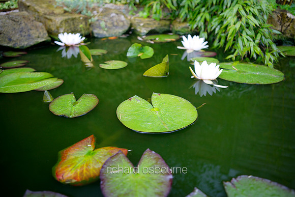 L1G3 Pond and Lilies
