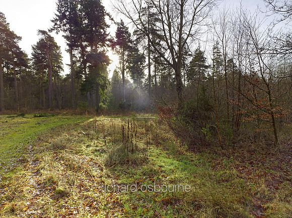 V8N21  NWT Bretts Wood, Norfolk, UK