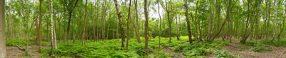 P3F5  Epping Forest, Essex, UK