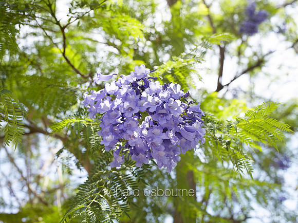 V8FL1  Jacaranda Tree Flowers, Crete, Greece