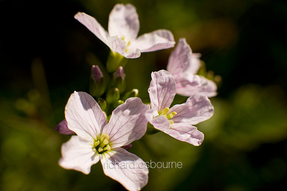 V3W21 Dame’s Violet