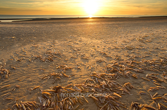 V1L8 Razor Shells, Titchwell